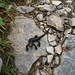 Alpensalamander - der Regen hat sie hervorgelockt.