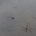 Wasserläufer in einem Tümpel in der Nähe der Kelmer Karalm, man sieht den Schatten einer Libelle, die gerade einen Standflug hinlegte.