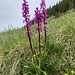 zahlreiche Orchideen - auf dem Abstiegsweg zur Ober Loegg