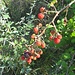 Rubus fruticosus aggr.<br />Rosaceae<br /><br />Rovo comune <br /> Ronce commune <br /> Echte Brombeere