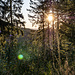 Während die Sonne auftaucht, tauche ich in den Wald ab.