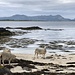 Strand-Schafe