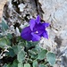 endemisch: Dolomiten-Glockenblume