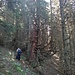 Der Aufstieg durch den Wald bietet einige spannende Anblicke von knorrigen Bäumen. Fast wie im Spinnenwald beim Hobbit.
