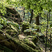  Im unteren Teil des Waldhangs hebt sich linkerhand nochmals eine kurze Felsrippe/-Kanzel aus dem Terrain, das ist die im Bericht erwähnte dritte Rippe. 
