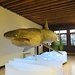 Il grande Squalo balena femmina pescato dinanzi a Chioggia alcuni anni fa ed esposto nel Museo di Storia Naturale.