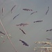 Fischparadies, es sollte sich um Rotfedern handeln