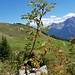Hagebutte an der Via Engiadina nach Prui