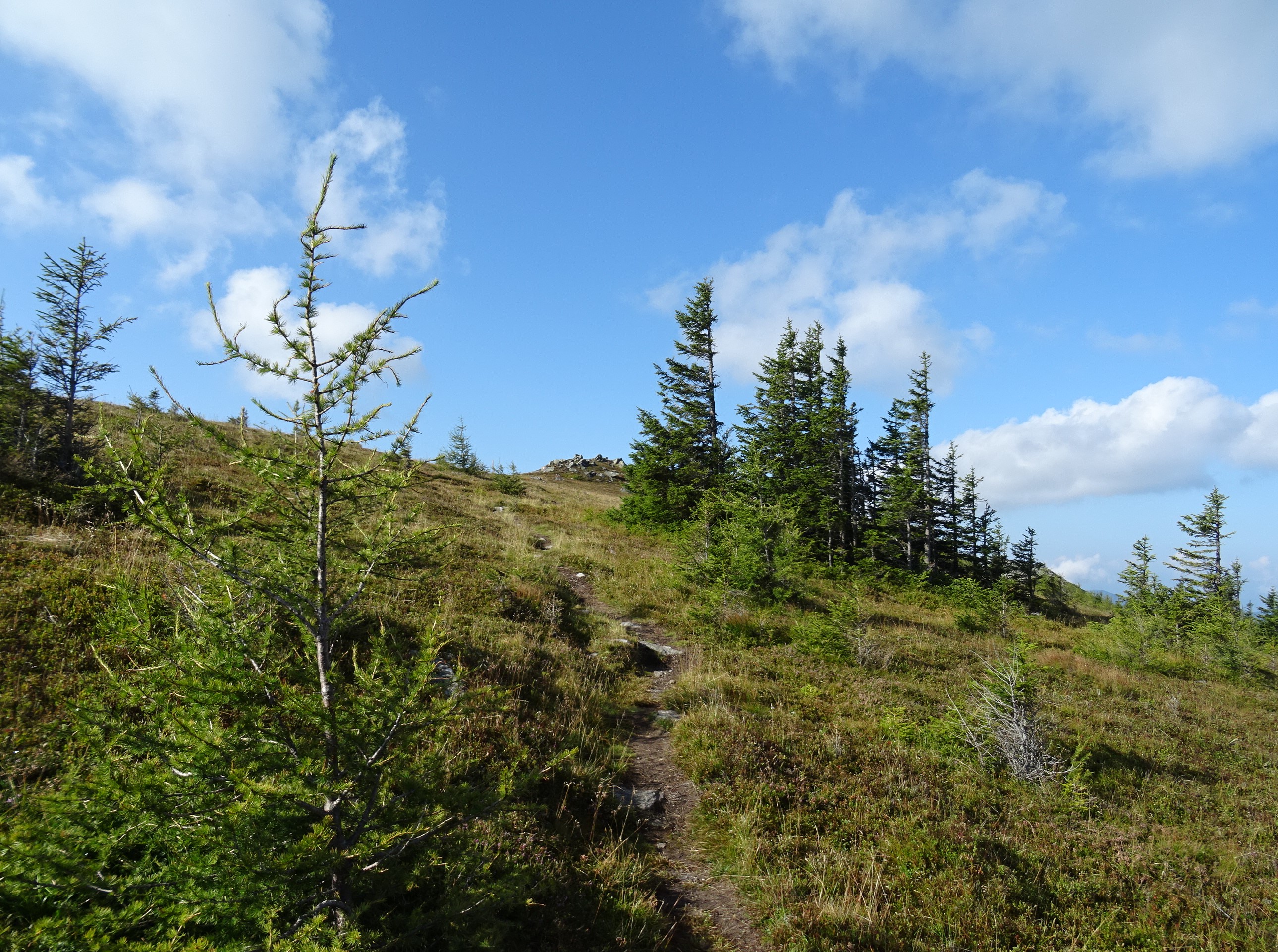 ...oberhalb der Waldgrenze gelangt man auf einen...