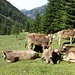 Gruppenfoto The Grazing Cows