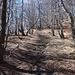 Der Aufstieg zum Pizzo d'Omo verläuft im oberen Bereich durch Birkenwald.