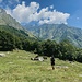 Kurz vor dem Rifugio Pianezza gehts rechts ab und in den Wald hinein