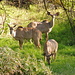 Ein paar Kudu-Weibchen
