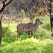 Ein junges Kudu-Männchen