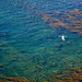 Das ruhige Wasser in der Bucht eignet sich auch gut, um beim Schnorcheln die Kelp-Wälder zu erkunden.