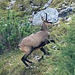 Bock