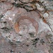 spiralig
