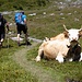 Beim Weiterweg zur Sefinenfurgge.