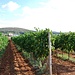 Weinplantagen