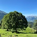 Eindrücklicher Baum (Ahorn?). &copy Yves-Laurent<br /><br /><br />