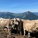 Beim Bleikigrat (1576m), mit Blick zum Stanserhorn. © Yves-Laurent<br /><br /><br />