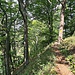 Aufstieg zum Schleitheimer Randenturm, zum Glück im Wald