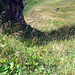 Rückblick in die T5 Rinne vom Grat auf den Schwarzchopf, von den Schwierigkieiten ist hier nicht viel zu sehen, noch ein Tipp von mir, es wäre besser im Frühling auf den Schwarzchopf zu steigen, da ist das Gras nicht so hoch.