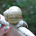 Tierbeobachtung