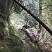 Von der Alpe Campascio wieder ansteigend im Wald