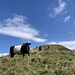 prächtige Band-Kuh vor Berg und Gipfel