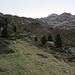 Durch Alpenrosen und sonstiges niedriges Buschwerk führt der Steig in einer Rechts-Links-Schleife weiter hinauf ....
