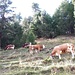 <b>Lariceto pascolato.</b>