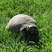 Schildkröten sehen wir recht häufig