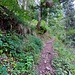 Si attraversa una strada forestale