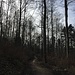 Wald kurz vor Baden