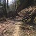 Wald bei Langenbruck