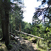 Waldiger Aussichtspunkt