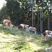 Gipfelwiese und Gipfelkühe