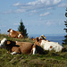 Sind müde