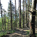 Holzernte im Steilwald