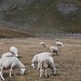 Gregge di pecore sulla Piana dei Camosci-3