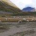Gregge di pecore sulla Piana dei Camosci-1