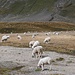Gregge di pecore sulla Piana dei Camosci-2