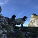 Gwundrige Schafe auf dem Schibenstoll