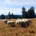 Schafe auf dem Feldberg-Plateau