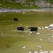 Die Kühe auf Erfrischungstour im Wysse See
