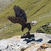 Adler aus Metall