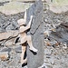 Skulptur bei der Sidelnhütte: Pedro an der Kante 
