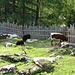 Streichelzoo an der Filzmoosalm