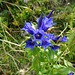 Blume mit gewisser Ähnlichkeit zum Salzburger-Almenweg-Logo